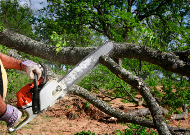 Best Hazardous Tree Removal  in Yale, MI